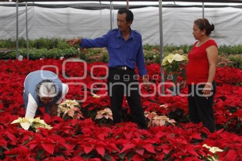 FLOR DE NOCHEBUENA EN ATLIXCO