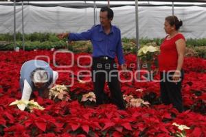 FLOR DE NOCHEBUENA EN ATLIXCO