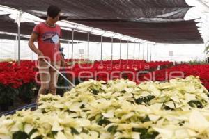 XIII FERIA DE LA NOCHEBUENA . ATLIXCO