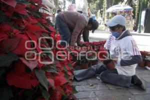 ADORNOS NAVIDEÑOS . ZÓCALO