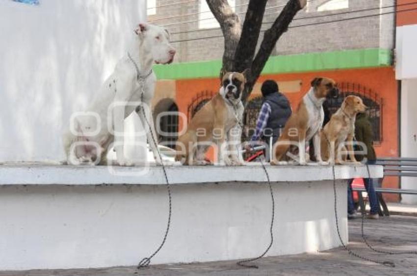 ENTRENAMIENTO DE MASCOTAS . TEHUACÁN