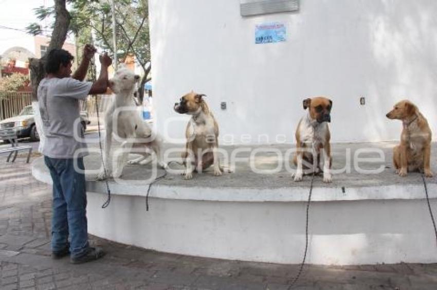 ENTRENAMIENTO DE MASCOTAS . TEHUACÁN