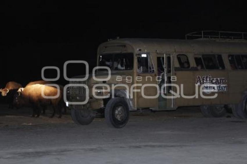 SAFARI NOCTURNO . AFRICAM SAFARI