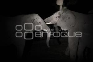 SAFARI NOCTURNO . AFRICAM SAFARI