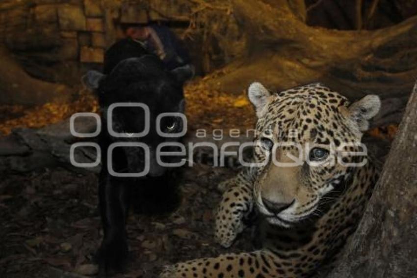 SAFARI NOCTURNO . AFRICAM SAFARI