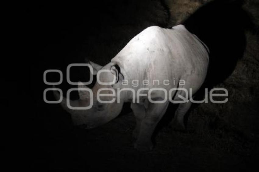 SAFARI NOCTURNO . AFRICAM SAFARI