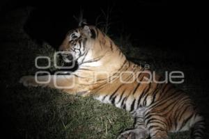 SAFARI NOCTURNO . AFRICAM SAFARI