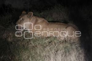 SAFARI NOCTURNO . AFRICAM SAFARI