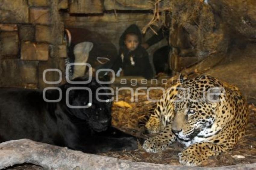SAFARI NOCTURNO . AFRICAM SAFARI