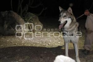 SAFARI NOCTURNO . AFRICAM SAFARI