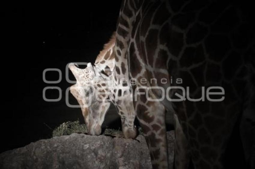 SAFARI NOCTURNO . AFRICAM SAFARI