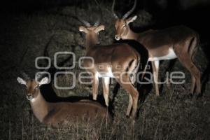 SAFARI NOCTURNO . AFRICAM SAFARI