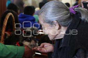 BENDICIÓN DE MASCOTAS