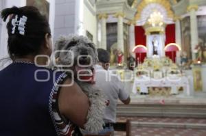 BENDICIÓN DE MASCOTAS