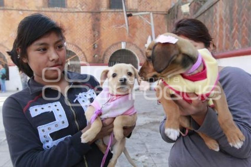 BENDICIÓN DE MASCOTAS