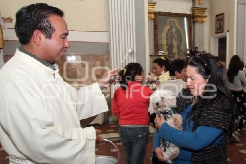 BENDICIÓN DE MASCOTAS