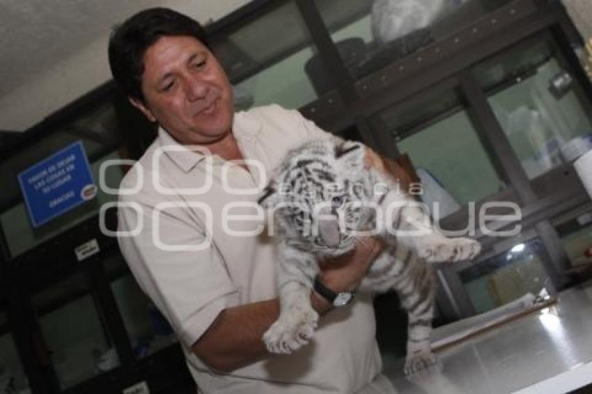 NACE TIGRE BLANCO. PARQUE LORO