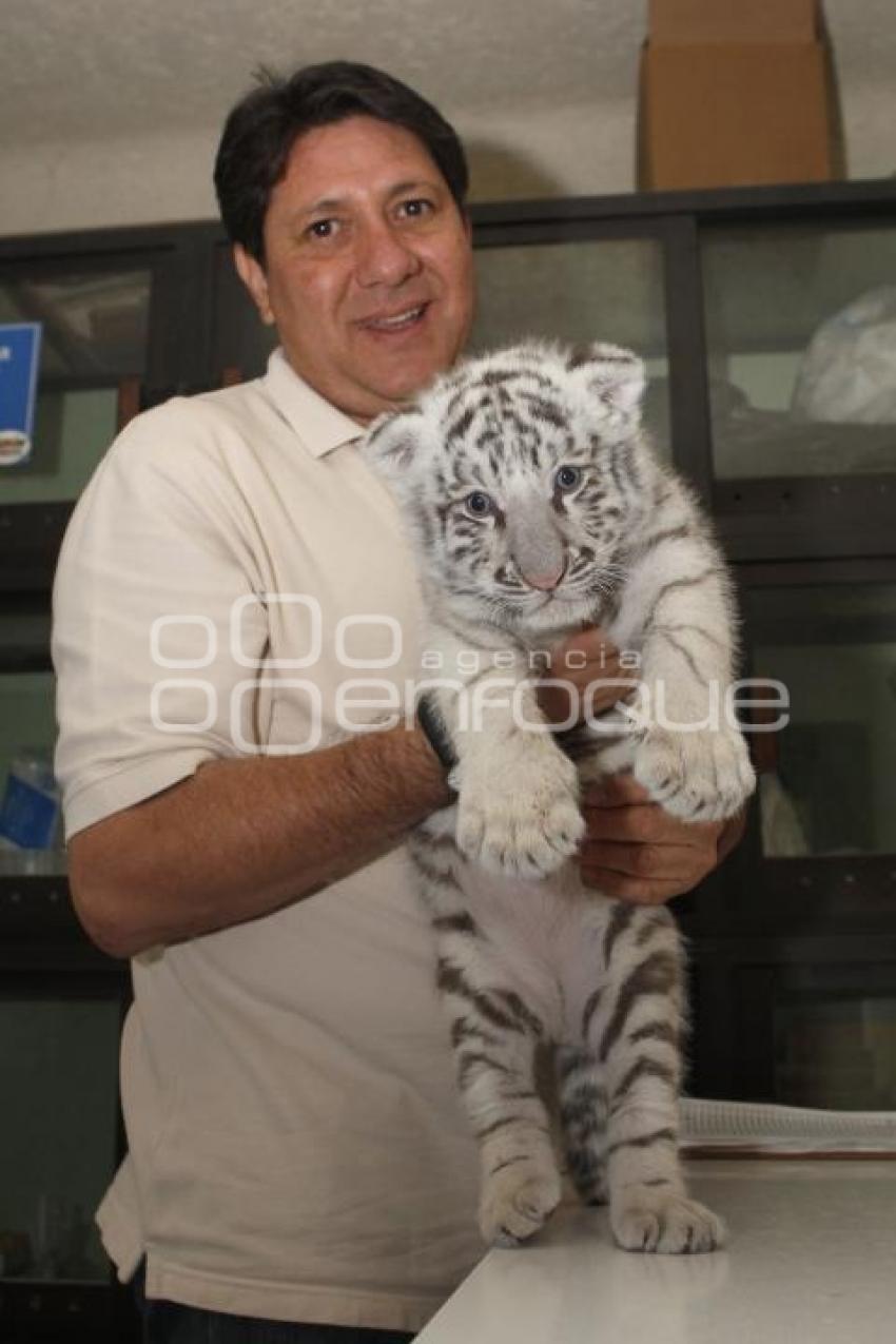 NACE TIGRE BLANCO. PARQUE LORO