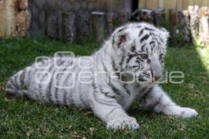 NACE TIGRE BLANCO. PARQUE LORO