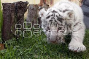 NACE TIGRE BLANCO. PARQUE LORO