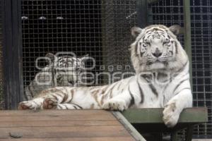 NACE TIGRE BLANCO. PARQUE LORO