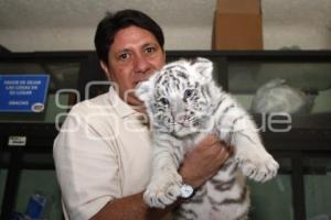 NACE TIGRE BLANCO. PARQUE LORO