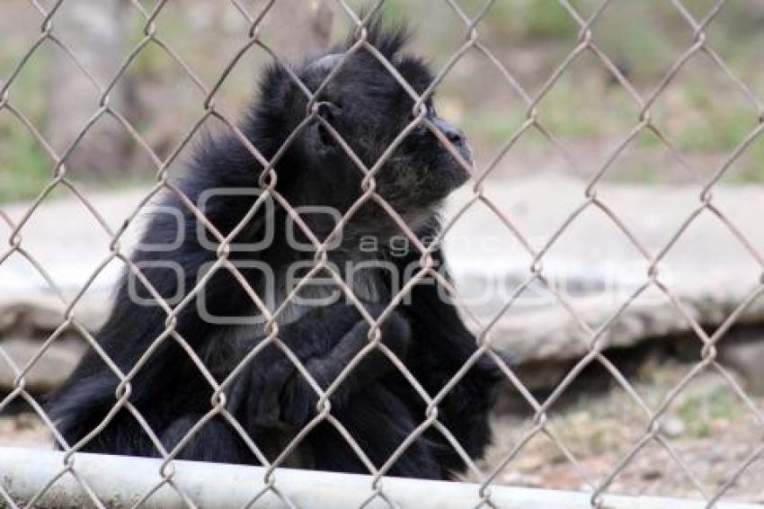 ANIMALES ECOLÓGICO EN FLOR DEL BOSQUE