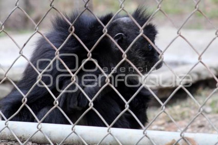 ANIMALES ECOLÓGICO EN FLOR DEL BOSQUE