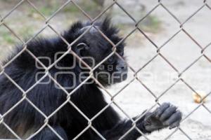 ANIMALES ECOLÓGICO EN FLOR DEL BOSQUE