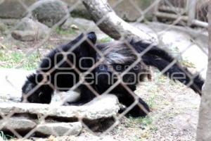 ANIMALES ECOLÓGICO EN FLOR DEL BOSQUE