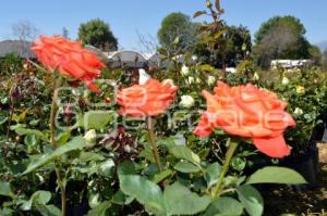 ATLIXCO . PRODUCCIÓN ROSAS