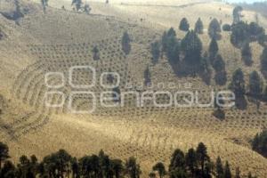 REFORESTACIÓ PARQUE IZTA POPO