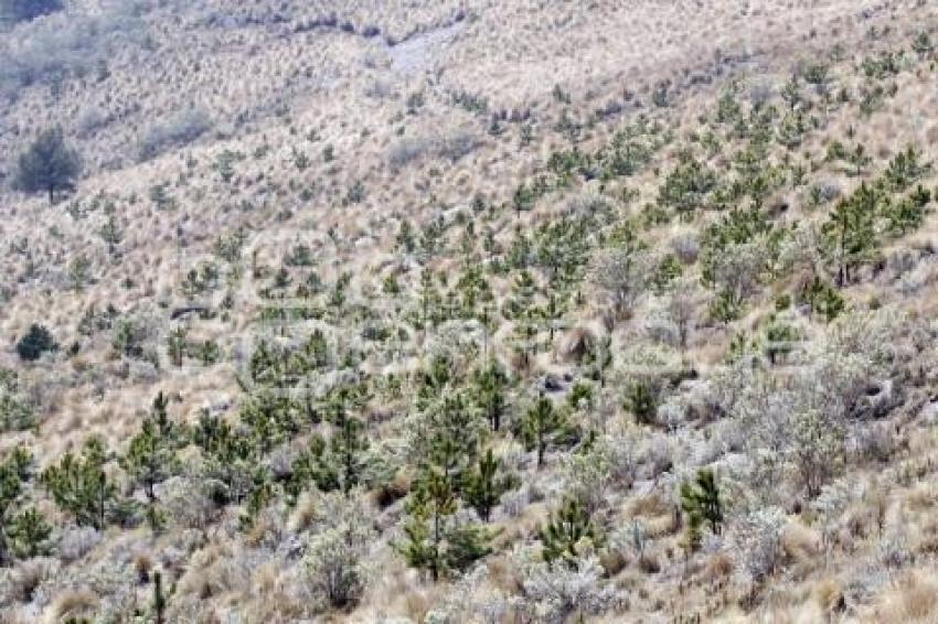 REFORESTACIÓ PARQUE IZTA POPO