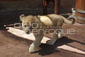 NACEN BEBES LEONES. AFRICAM SAFARI