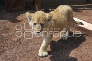 NACEN BEBES LEONES. AFRICAM SAFARI