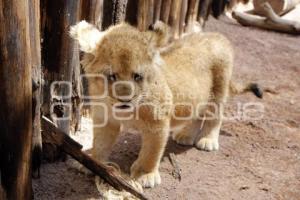 NACEN BEBES LEONES. AFRICAM SAFARI