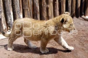 NACEN BEBES LEONES. AFRICAM SAFARI