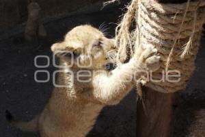 NACEN BEBES LEONES. AFRICAM SAFARI