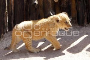 NACEN BEBES LEONES. AFRICAM SAFARI