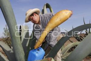 FERIA DEL PULQUE. SAN MATEO OZOLCO