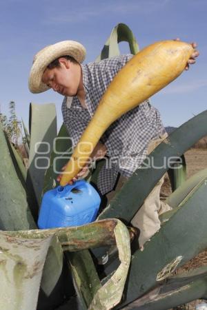 FERIA DEL PULQUE. SAN MATEO OZOLCO