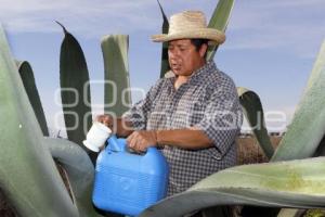 FERIA DEL PULQUE. SAN MATEO OZOLCO