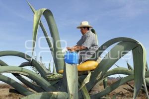 FERIA DEL PULQUE. SAN MATEO OZOLCO