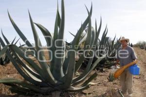 FERIA DEL PULQUE. SAN MATEO OZOLCO