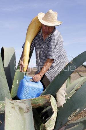 FERIA DEL PULQUE. SAN MATEO OZOLCO