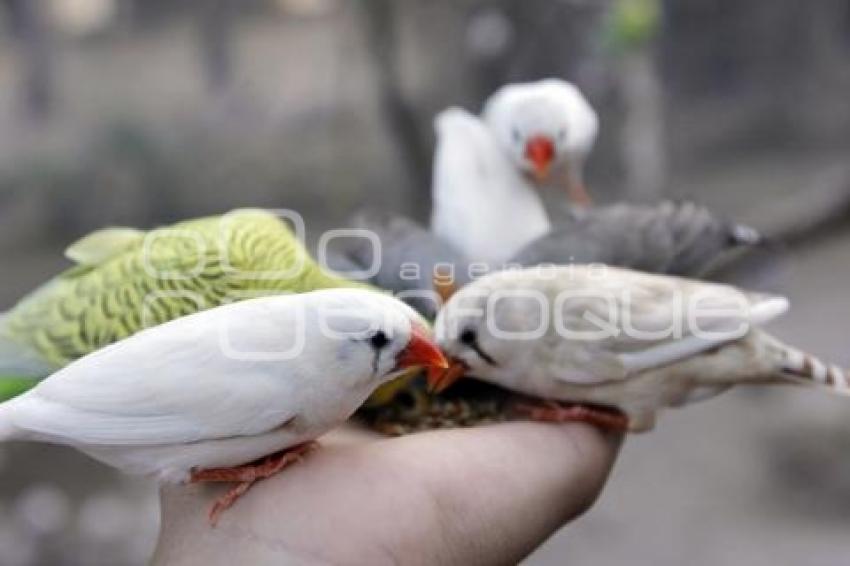 AVIARIO AFRICAM SAFARI