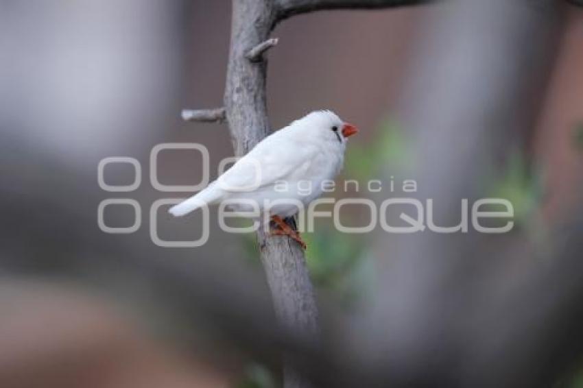 AVIARIO AFRICAM SAFARI