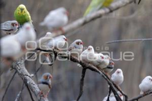 AVIARIO AFRICAM SAFARI