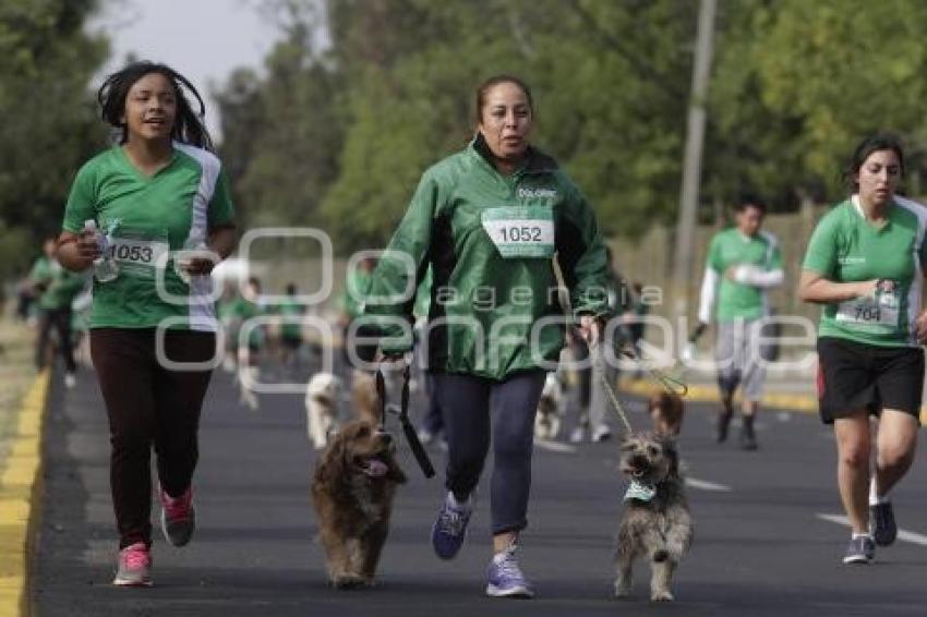 CARRERA PERROTÓN