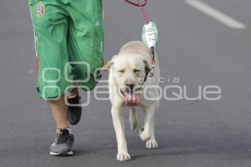 CARRERA PERROTÓN